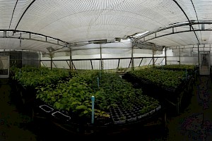 Botánico / Botánica Botánico / Botánica